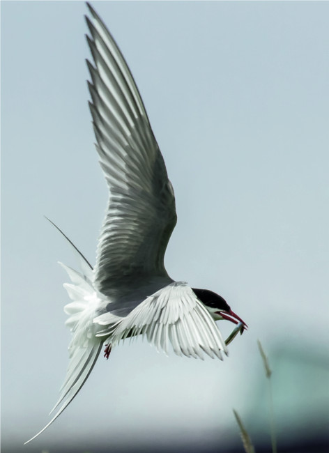 Arctic tern_153816999_getty_nurdugphotos_nurdugphotos_smaller.jpg