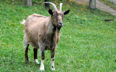 15_Goat_Pavlo-Burdyak_shutterstock_222790714_s.jpg