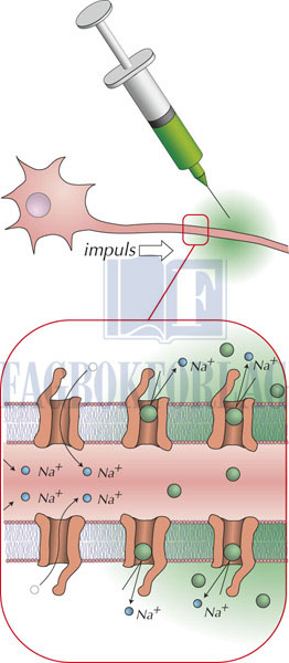 fig15-3.jpg