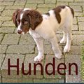 Hunden 2