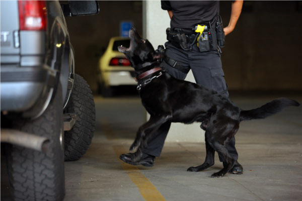 Politihund paa jobb_176514727_GettyImages_Bloomberg_mindre.jpg