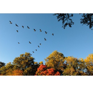 0701j_10OKT_73b_Gjess i plog_ justasc_shutterstock_6465430_s.jpg