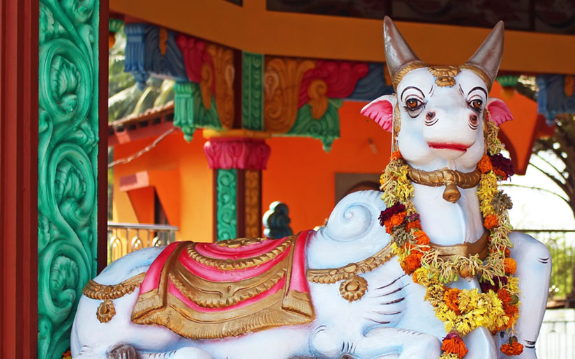 Photo of a statue of a cow (a holy animal in India)