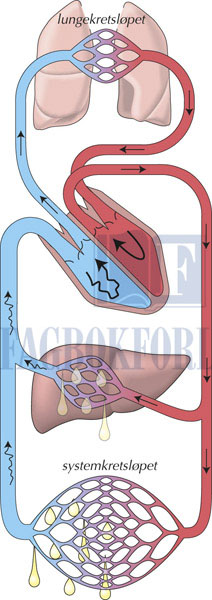 fig8-11.jpg