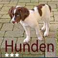 hunden_3-stjerne.jpg