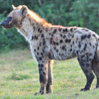 Hyena_John Michael Evan Potter_shutterstock_199541513_s.jpg