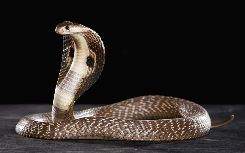 Photo of a snake (a holy animal in India)