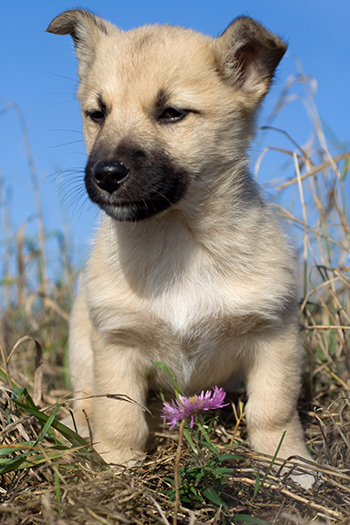 Hund.jpg