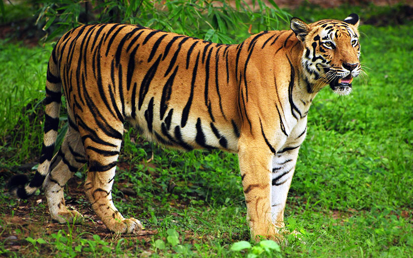 Photo of a tiger (a holy animal in India)