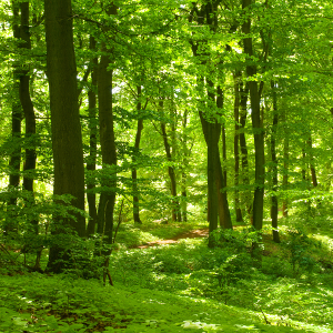 2203_Skog_Inganielsen_dreamstime_l_14610380_s.jpg