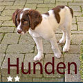 hunden_2-stjerne.jpg