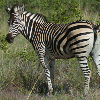 Zebra_Sprocky_shutterstock_247835983_s.jpg