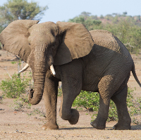 Elephant_Villiers Steyn_shutterstock_94151296_s.jpg