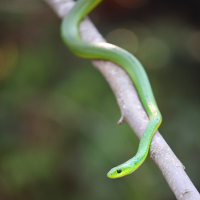 Small snake_Reinhold Leitner_shutterstock_315448502_s.jpg