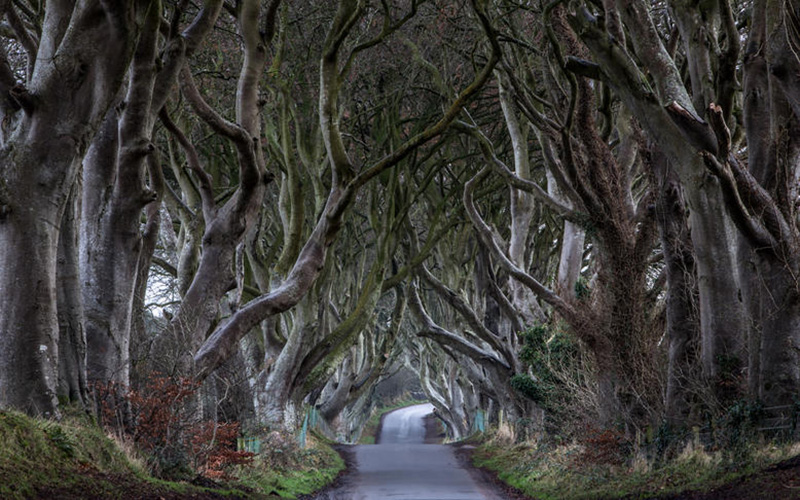 Photo of the Dark Hedges which was used as “The Kings Road” in Game of Thrones