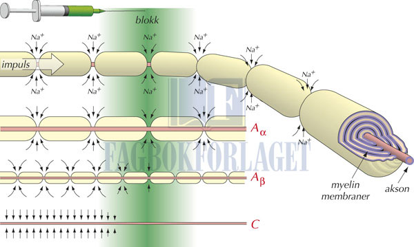 fig15-4.jpg