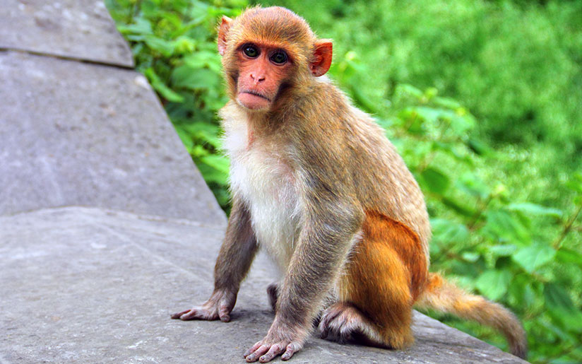 Photo of a monkey (a holy animal in India)