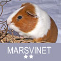 marsvinet_2-stjerne.jpg