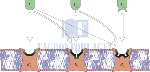 fig3-2.jpg