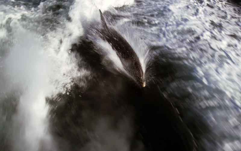 Photo of the famous dolphin Fungie (the Dingle dolphin) jumping out of the water