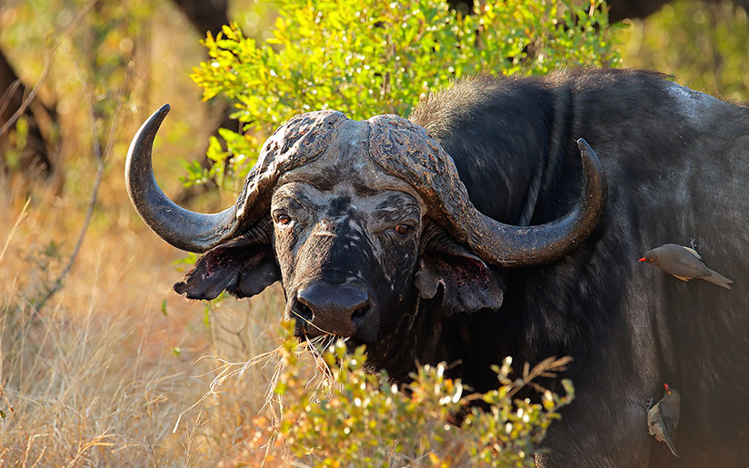 Photo of a Cape buffalo and birds