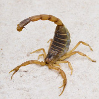 Scorpion_Wacpan_dreamstime_510-ec7a63b9-0867-43e8-99df-bdb042887e18_s.jpg