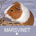 marsvinet_1-stjerne.jpg