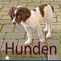hunden_1-stjerne.jpg