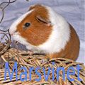 Marsvinet 3