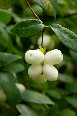 Snow Berry_72 dpi.jpg