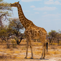 Giraffe_pyty_shutterstock_159912317_s.jpg