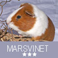 marsvinet_3-stjerne.jpg